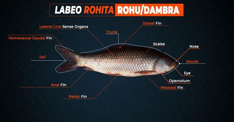 Rohu Fish Identity Recipes And Fishing