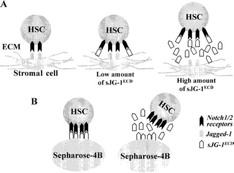 Jagged As Multifunctional Regulator Of Hsc Fate Decision A Possible