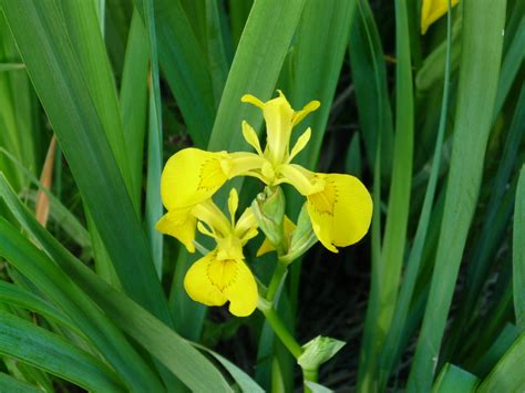 Ирис болотный