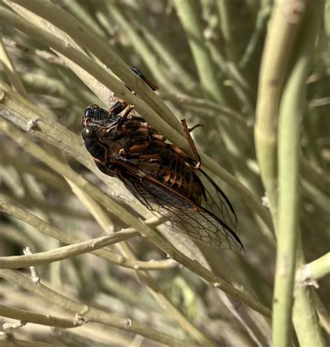A New Cicada In Town Sierra Club