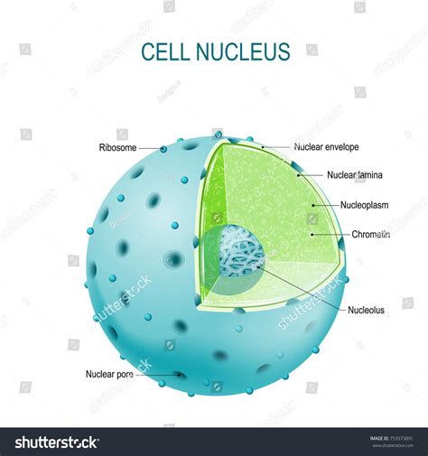 Cell Nucleus Clipart