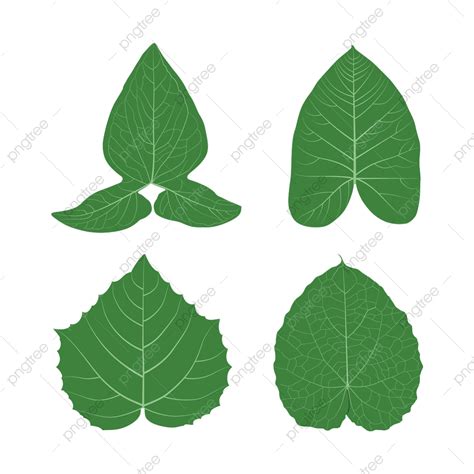 Gráfico Vectorial Foliar Png Arte De La Hoja Hoja Png Hoja Png Y