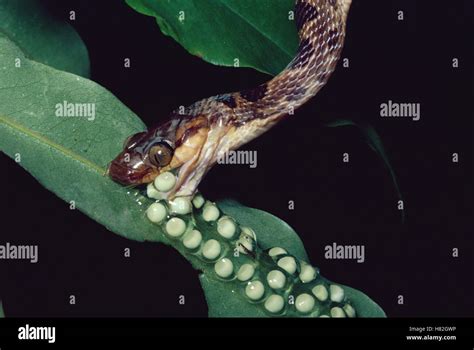 Cat Eyed Snake Leptodeira Septentrionalis Swallowing Eggs Of Red Eyed