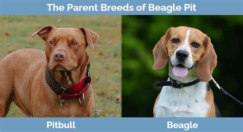 Beagle Pit (Pitbull & Beagle Mix): Info, Pictures, Traits & More