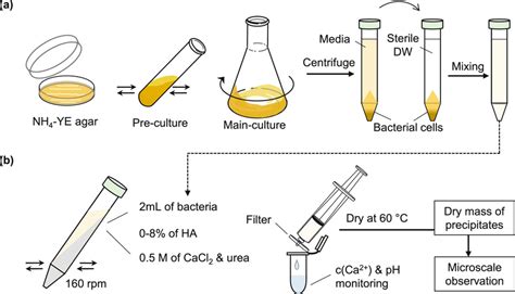 Experiment process: (a) preparation of bacteria culture; (b) CaCO3 ...