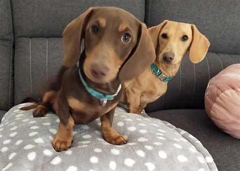 Charlie 4 months nsw - Dachshund Rescue Australia