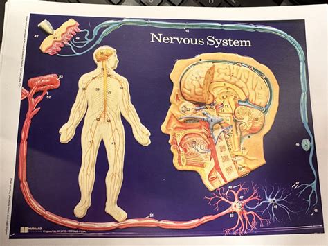 CNS DIAGRAM Diagram Quizlet