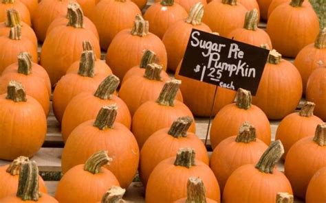 20 Heirloom Pumpkins 🍂 🎃 Explore The World Of Unique Shapes And Flavors