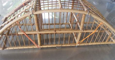 baqia ronto ketari jebak