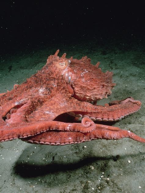 Largest Octopus Ever Found