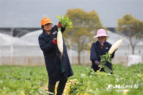 马尾琅岐多地抢抓农时 春耕春收两头忙 福州要闻 新闻频道 福州新闻网