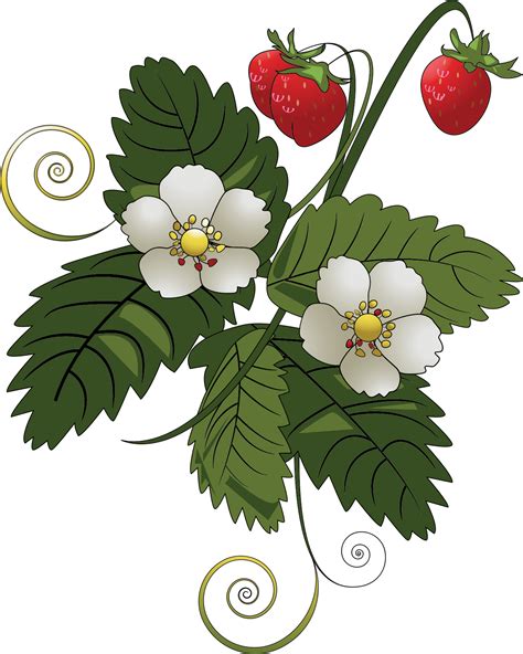 Strawberry plants clipart 19 free Cliparts | Download images on