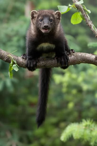 Wildlife Photography Fisher Cat Images Artofit