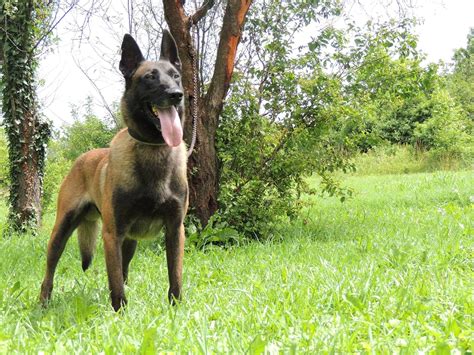 Malinois Wallpapers - Wallpaper Cave
