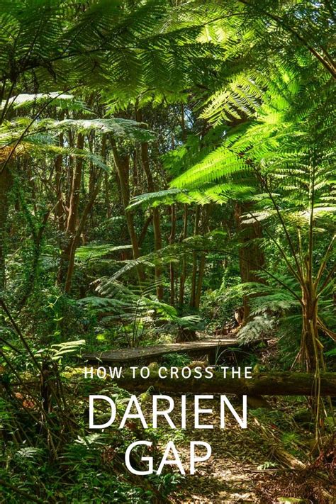 the cover of how to cross the darren gap, with trees and ferns in the ...