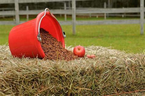 Qué Comen los Caballos Consejos para una Dieta Sana