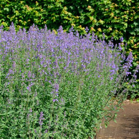 Nepeta X Faassenii Six Hills Giant Große Katzenminze