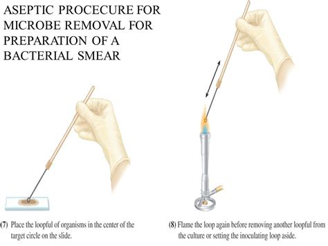 Preparation Of A Bacterial Smear Special Staining Techniques Ppt