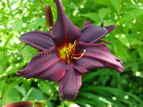 Лилейники купить недорого Москва, Россия доставка почтой в blumgarden.ru