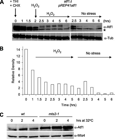 The Atf1 protein is protected from degradation upon stress. A ...