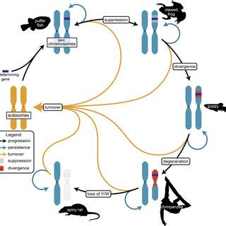 The Cycle Of Sex Chromosome Evolution Reproduced From Furman Et Al