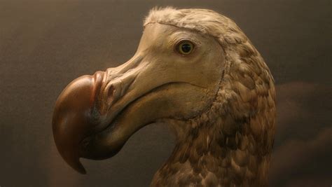 The Dodo Almost Died Off 4000 Years Ago Because Of Its Own Poop Nova