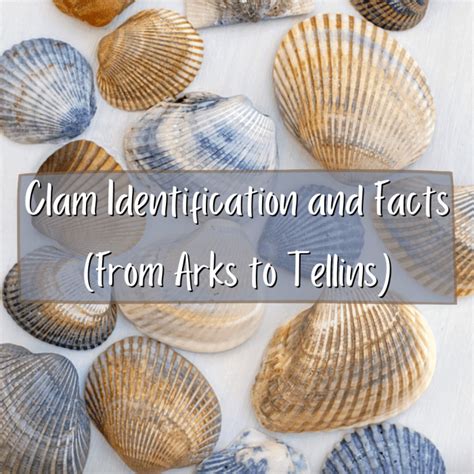 Clam Identification And Facts From Arks To Tellins Owlcation