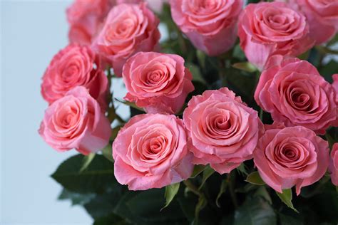 19 роз. Купить 19 роз в Москве. Доставка 19 роз