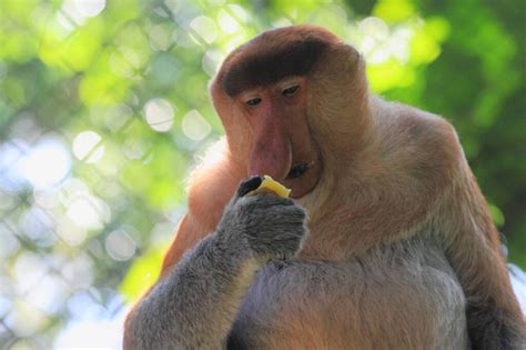 Long nosed monkey Free Stock Photos, Images, and Pictures of Long nosed ...