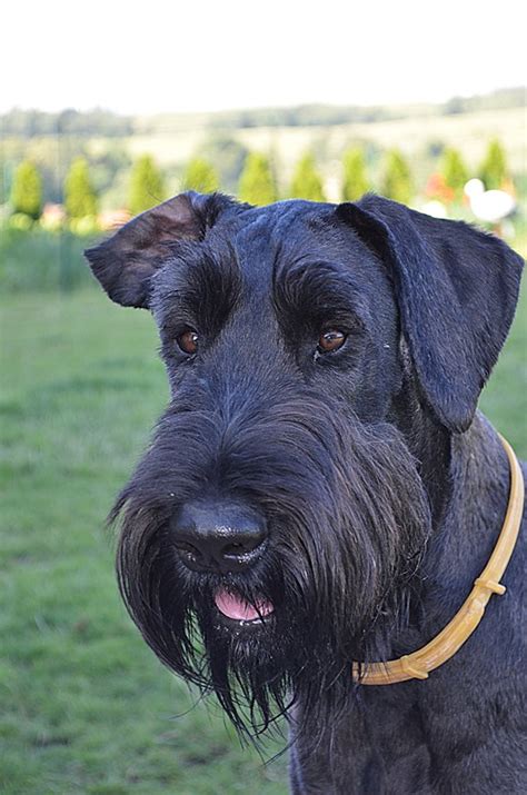 DSC 0021 Male Giant Schnauzer Portrait Archates Flickr