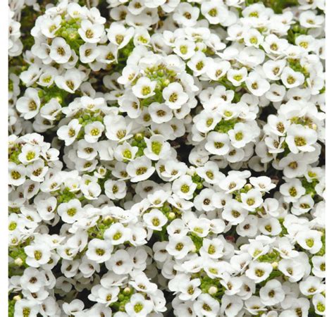 Алиссум «Эстер Боннет Вайт» (Easter Bonnet White) - Питомник растений ...
