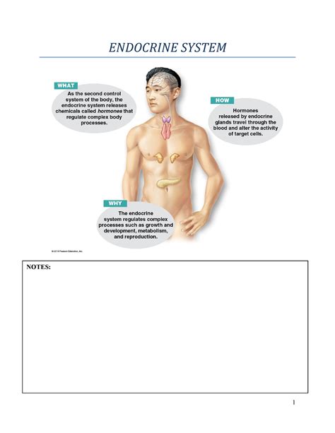 Anatomy And Physiology Endocrine System Week Endocrine System