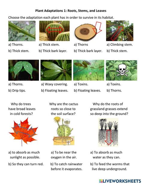 Plant Adaptations 1 Worksheet Live Worksheets Worksheets Library