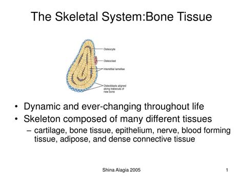 Ppt The Skeletal System Bone Tissue Powerpoint Presentation Free