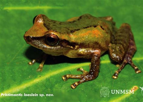 Biólogos descubren nueva especie de rana en Perú