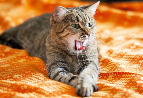 disgruntled cat memes page  angry cat meme