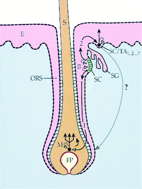 Epidermal Stem Cells Properties Markers And Location Pnas