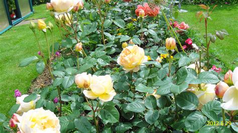 Роза Джуд зе Обскур — фото и описание сорта с отзывами