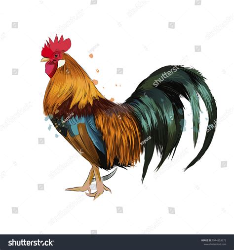 Portrai Poule 922 279 Images Photos Et Images Vectorielles De Stock