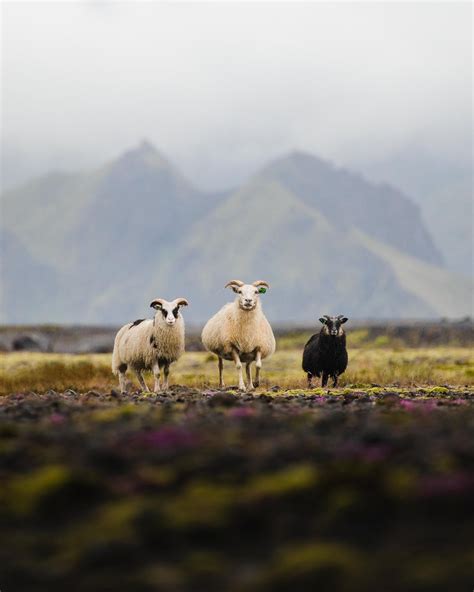 WILDLIFE OF ICELAND | Icelandic Explorer