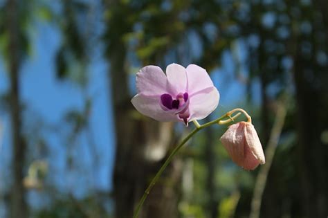 How to Apply for Papua New Guinea (PNG) Visa?