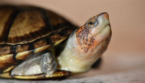 White Lipped Mud Turtle Care Guide All Turtles