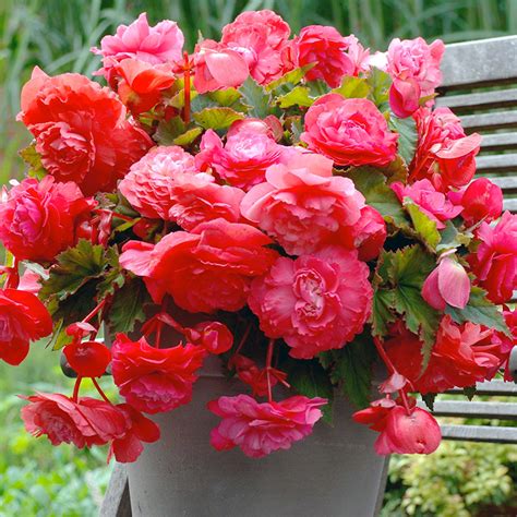 Бегония Пендула Розовая Pendula Pink - купить луковицы цветов с ...