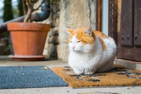 Mi Gato Se Escapa De Casa ¿cuáles Son Los Motivos