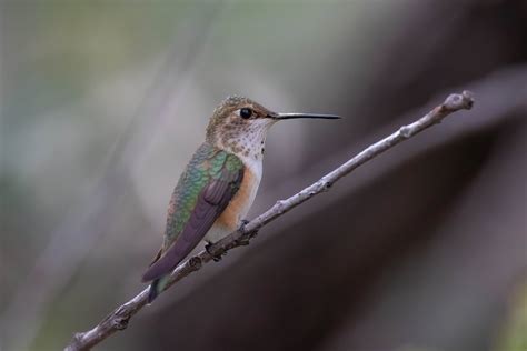 Rufous Hummingbird Beattys Miller Canyon Jen Wong Flickr