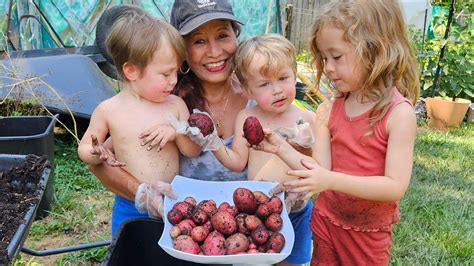 Alu Potatoes Kan Thar Tute Nen Kan Hai Chhuak Ka Hlim Tlang