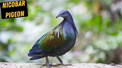 Ncobar Pigeonbackground Music Nicobar Pigeon Sound Nicobar Pigeon