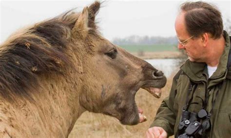 Укус лошади: что делать, если укусил конь