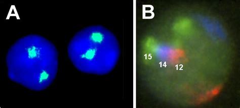 Visualization of chromosome territories by fluorescence in situ ...