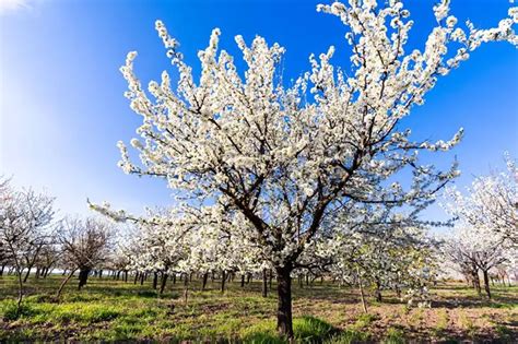 Early Spring White Flowering Trees Identification 3 Best Ways